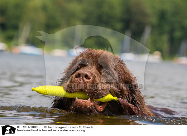 Newfoundland is trained as a water rescue dog / SST-18905