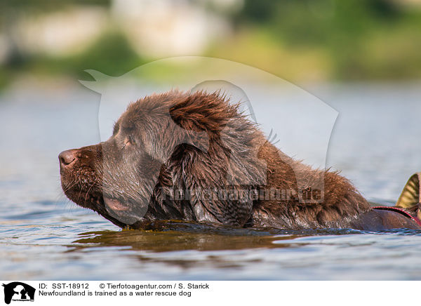 Neufundlnder wird ausgebildet zum Wasserrettungshund / Newfoundland is trained as a water rescue dog / SST-18912