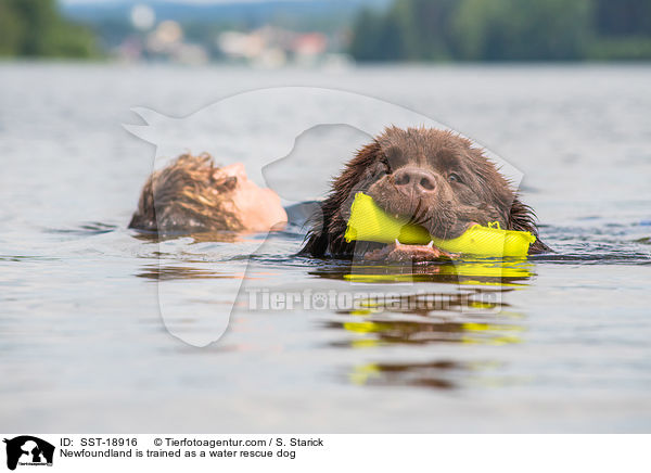 Neufundlnder wird ausgebildet zum Wasserrettungshund / Newfoundland is trained as a water rescue dog / SST-18916