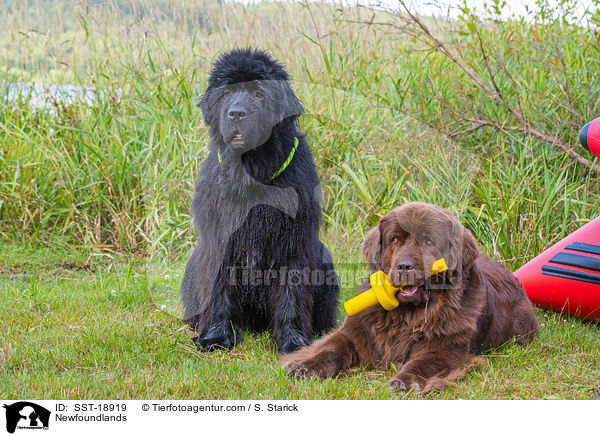 Neufundlnder / Newfoundlands / SST-18919