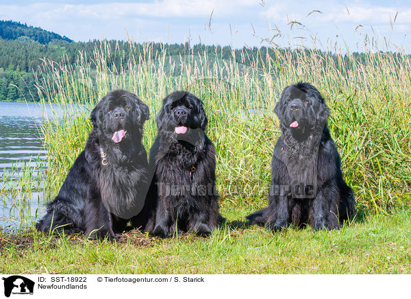 Neufundlnder / Newfoundlands / SST-18922