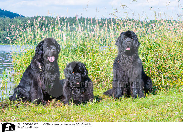 Neufundlnder / Newfoundlands / SST-18923