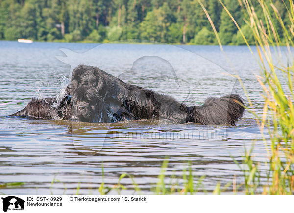 Neufundlnder / Newfoundlands / SST-18929