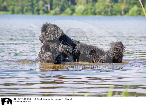 Neufundlnder / Newfoundlands / SST-18930