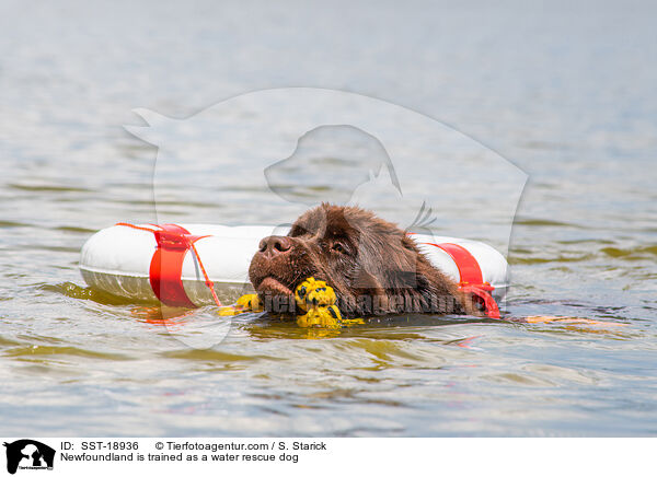 Neufundlnder wird ausgebildet zum Wasserrettungshund / Newfoundland is trained as a water rescue dog / SST-18936