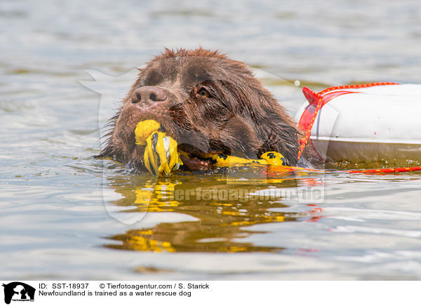 Neufundlnder wird ausgebildet zum Wasserrettungshund / Newfoundland is trained as a water rescue dog / SST-18937