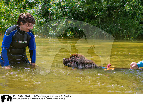 Neufundlnder wird ausgebildet zum Wasserrettungshund / Newfoundland is trained as a water rescue dog / SST-18942