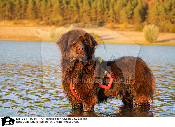 Neufundlnder wird ausgebildet zum Wasserrettungshund / Newfoundland is trained as a water rescue dog / SST-18946