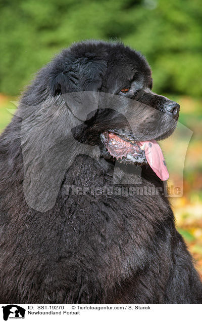 Neufundlnder Portrait / Newfoundland Portrait / SST-19270