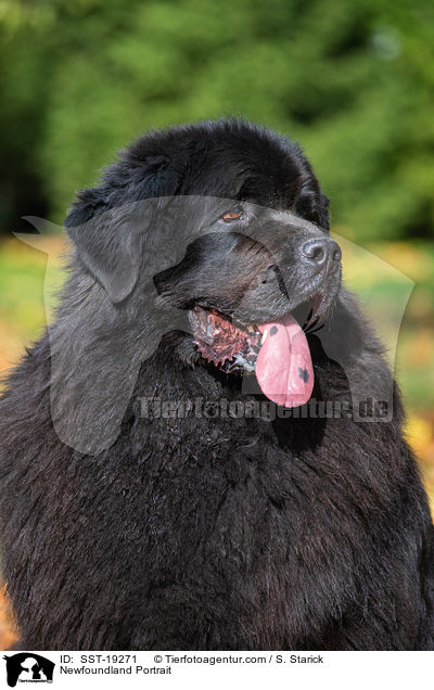 Neufundlnder Portrait / Newfoundland Portrait / SST-19271