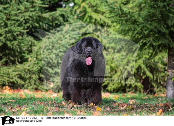 Neufundlnder / Newfoundland Dog / SST-19283