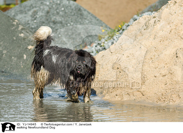 laufender Neufundlnder / walking Newfoundland Dog / YJ-14945