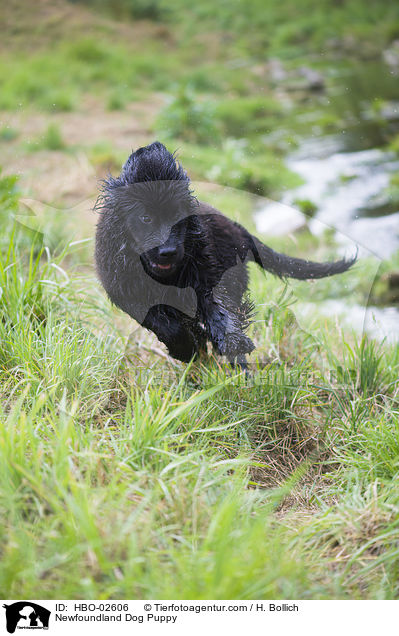 Neufundlnder Welpe / Newfoundland Dog Puppy / HBO-02606