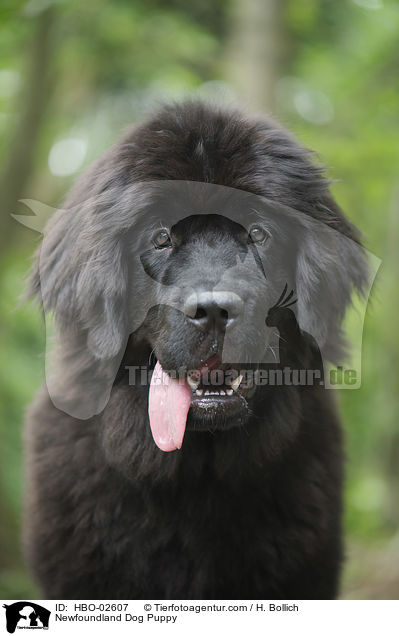 Neufundlnder Welpe / Newfoundland Dog Puppy / HBO-02607