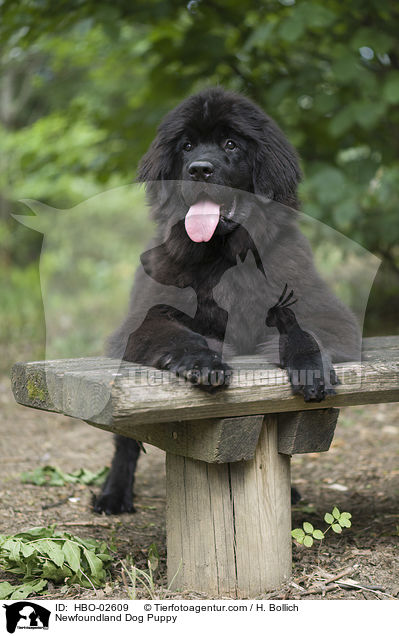 Neufundlnder Welpe / Newfoundland Dog Puppy / HBO-02609