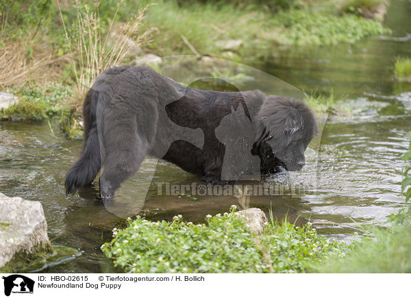 Neufundlnder Welpe / Newfoundland Dog Puppy / HBO-02615