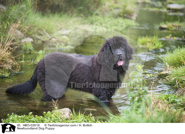 Neufundlnder Welpe / Newfoundland Dog Puppy / HBO-02616