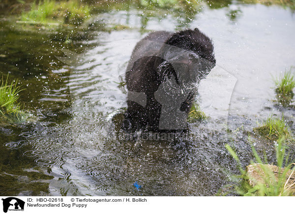 Neufundlnder Welpe / Newfoundland Dog Puppy / HBO-02618