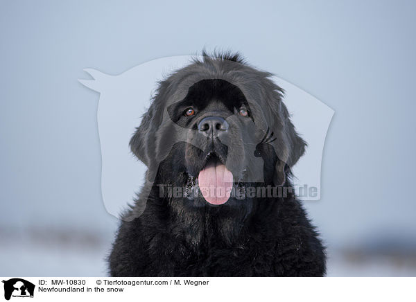 Neufundlnder im Schnee / Newfoundland in the snow / MW-10830