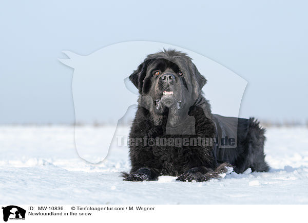 Neufundlnder im Schnee / Newfoundland in the snow / MW-10836