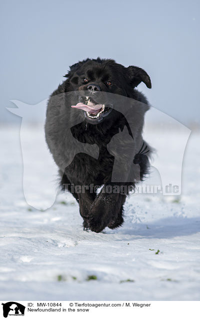 Neufundlnder im Schnee / Newfoundland in the snow / MW-10844