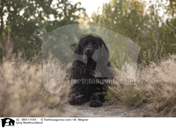 liegender Neufundlnder / lying Newfoundland / MW-11454