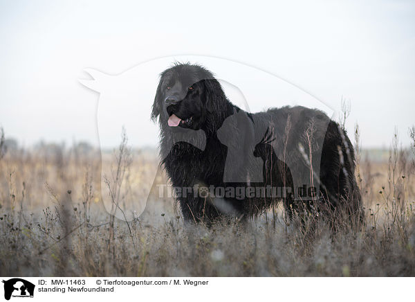 stehender Neufundlnder / standing Newfoundland / MW-11463