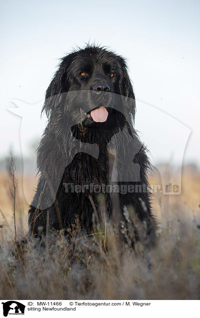 sitzender Neufundlnder / sitting Newfoundland / MW-11466