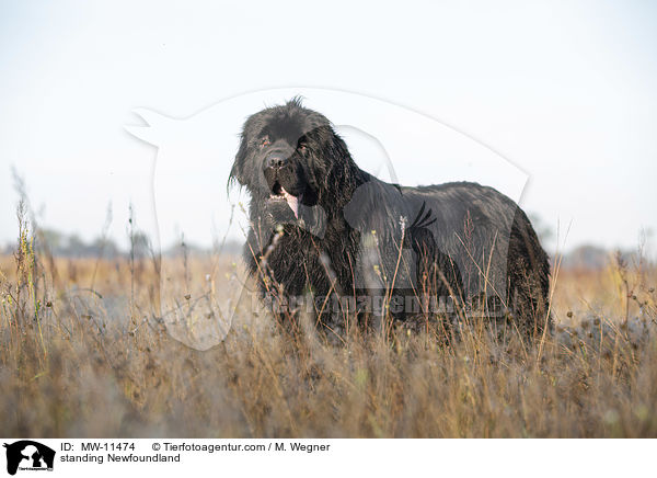 stehender Neufundlnder / standing Newfoundland / MW-11474