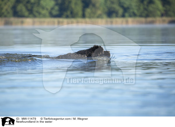 Neufundlnder im Wasser / Newfoundland in the water / MW-11479