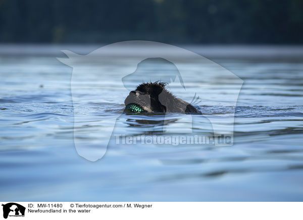 Neufundlnder im Wasser / Newfoundland in the water / MW-11480