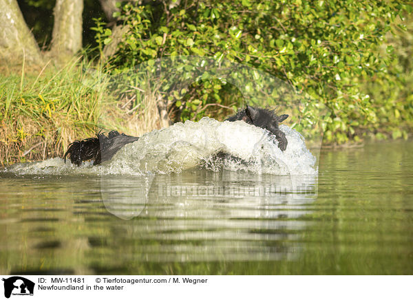 Neufundlnder im Wasser / Newfoundland in the water / MW-11481