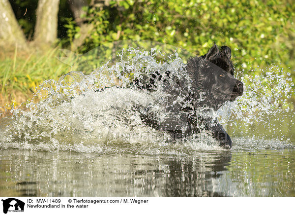 Neufundlnder im Wasser / Newfoundland in the water / MW-11489