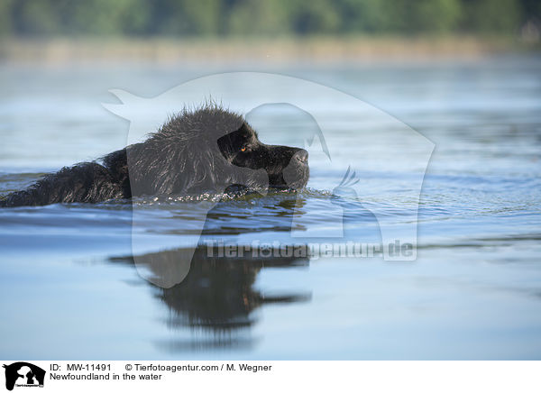 Neufundlnder im Wasser / Newfoundland in the water / MW-11491