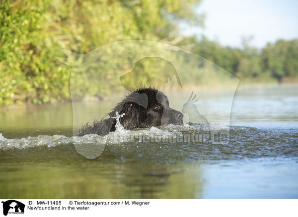 Neufundlnder im Wasser / Newfoundland in the water / MW-11495