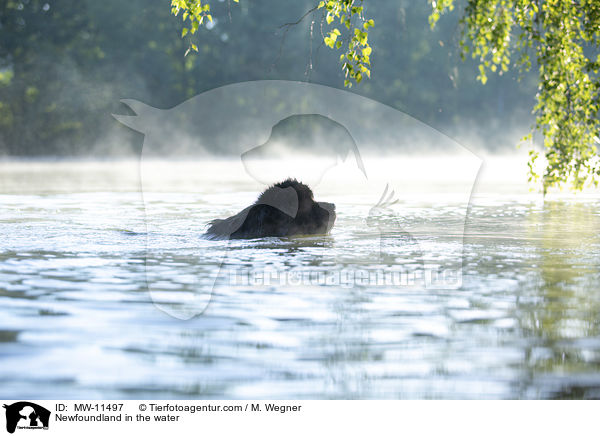 Neufundlnder im Wasser / Newfoundland in the water / MW-11497