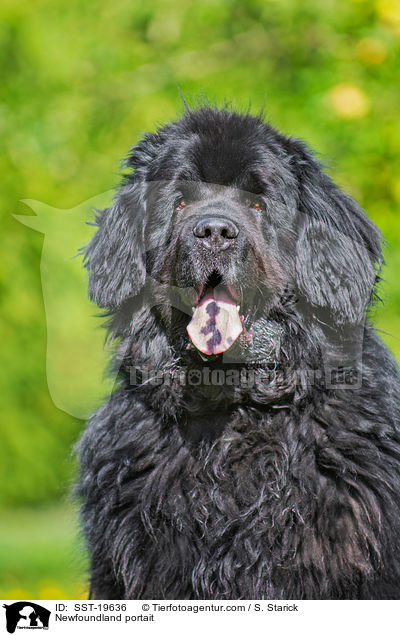 Neufundlnder Portrait / Newfoundland portait / SST-19636