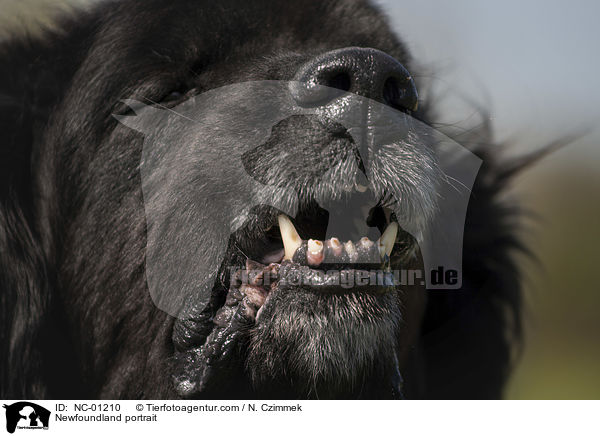 Newfoundland portrait / NC-01210