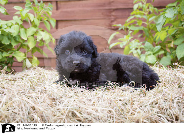 liegender Neufundlnder Welpe / lying Newfoundland Puppy / AH-01519