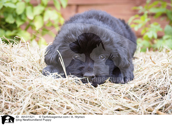 liegender Neufundlnder Welpe / lying Newfoundland Puppy / AH-01521