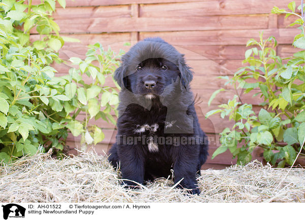 sitzender Neufundlnder Welpe / sitting Newfoundland Puppy / AH-01522