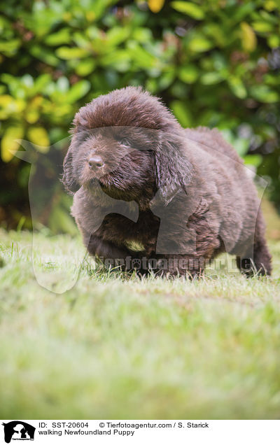 walking Newfoundland Puppy / SST-20604