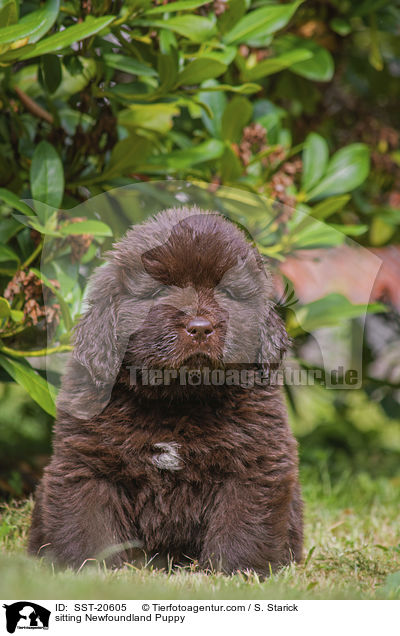 sitzender Neufundlnder Welpe / sitting Newfoundland Puppy / SST-20605