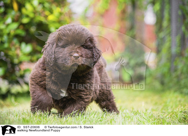 laufender Neufundlnder Welpe / walking Newfoundland Puppy / SST-20606