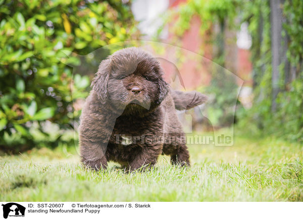 standing Newfoundland Puppy / SST-20607