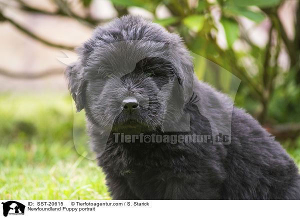 Neufundlnder Welpe Portrait / Newfoundland Puppy portrait / SST-20615