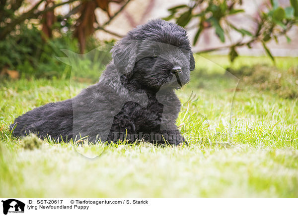 liegender Neufundlnder Welpe / lying Newfoundland Puppy / SST-20617