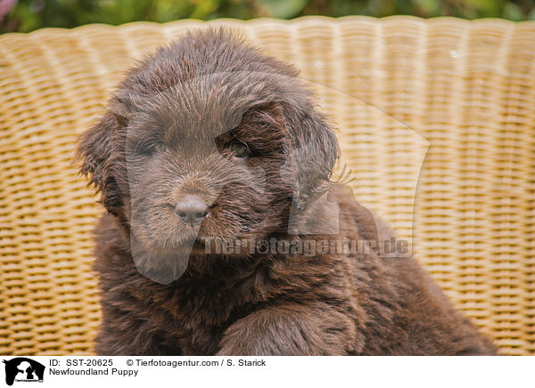 Neufundlnder Welpe / Newfoundland Puppy / SST-20625