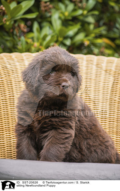 sitzender Neufundlnder Welpe / sitting Newfoundland Puppy / SST-20626