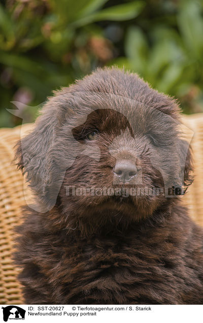 Neufundlnder Welpe Portrait / Newfoundland Puppy portrait / SST-20627